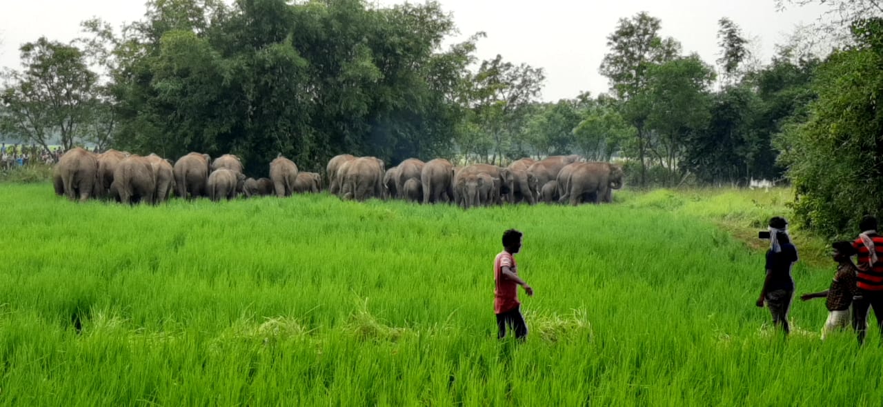 Image1 for Coexistence of Elephants and Humans: Insights from Kurung Village