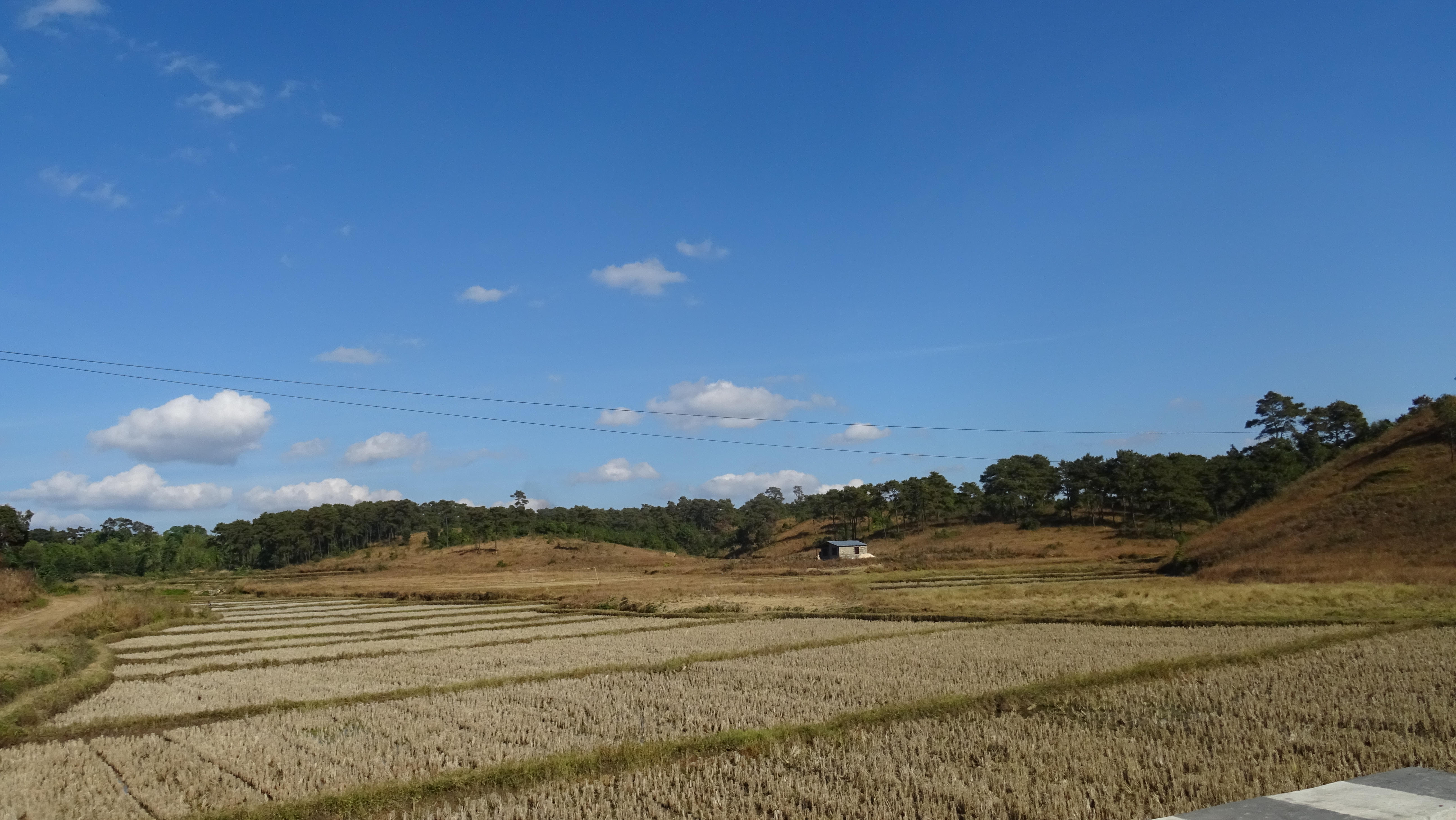 Restoration of degraded forest areas