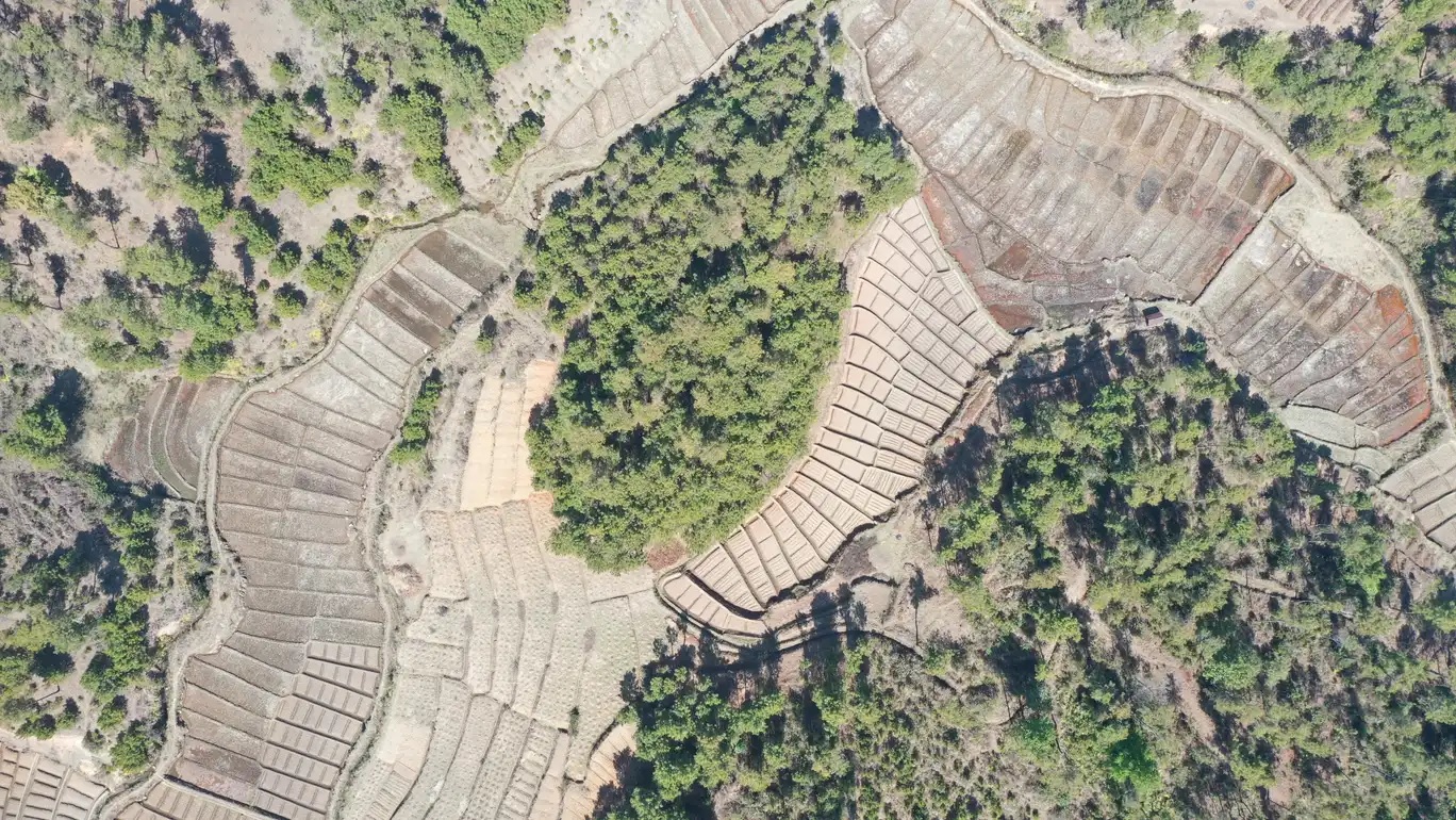 Sustainable forest management