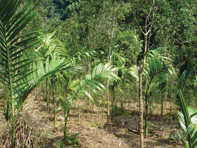 Restoration of degraded forest areas